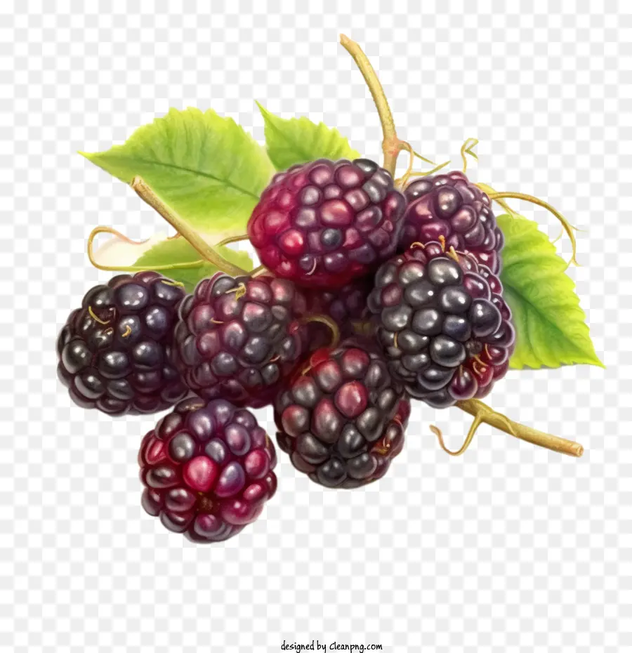 ผลไม้ชนิดหนึ่ง，Mulberries PNG