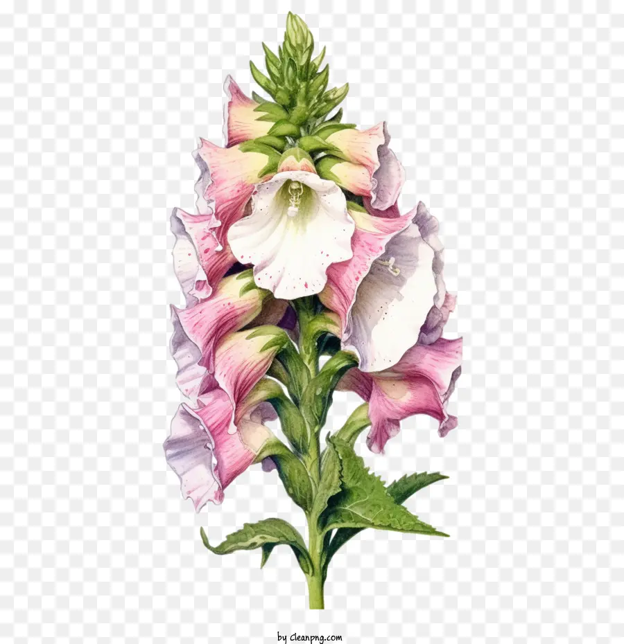 ดอกไม้ Foxglove，ดอกไม้ PNG