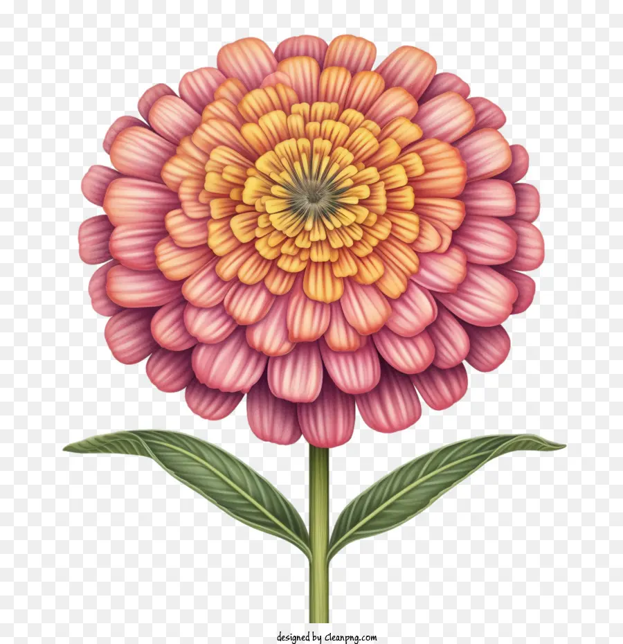 ดอกไม้ Zinnia，ดอกไม้สีขาวและสีส้ม PNG