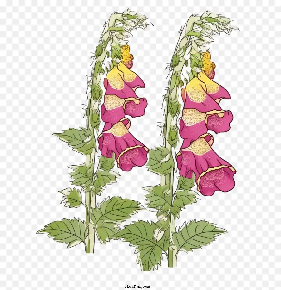 ดอกไม้ Foxglove，ดอกไม้สีชมพู PNG