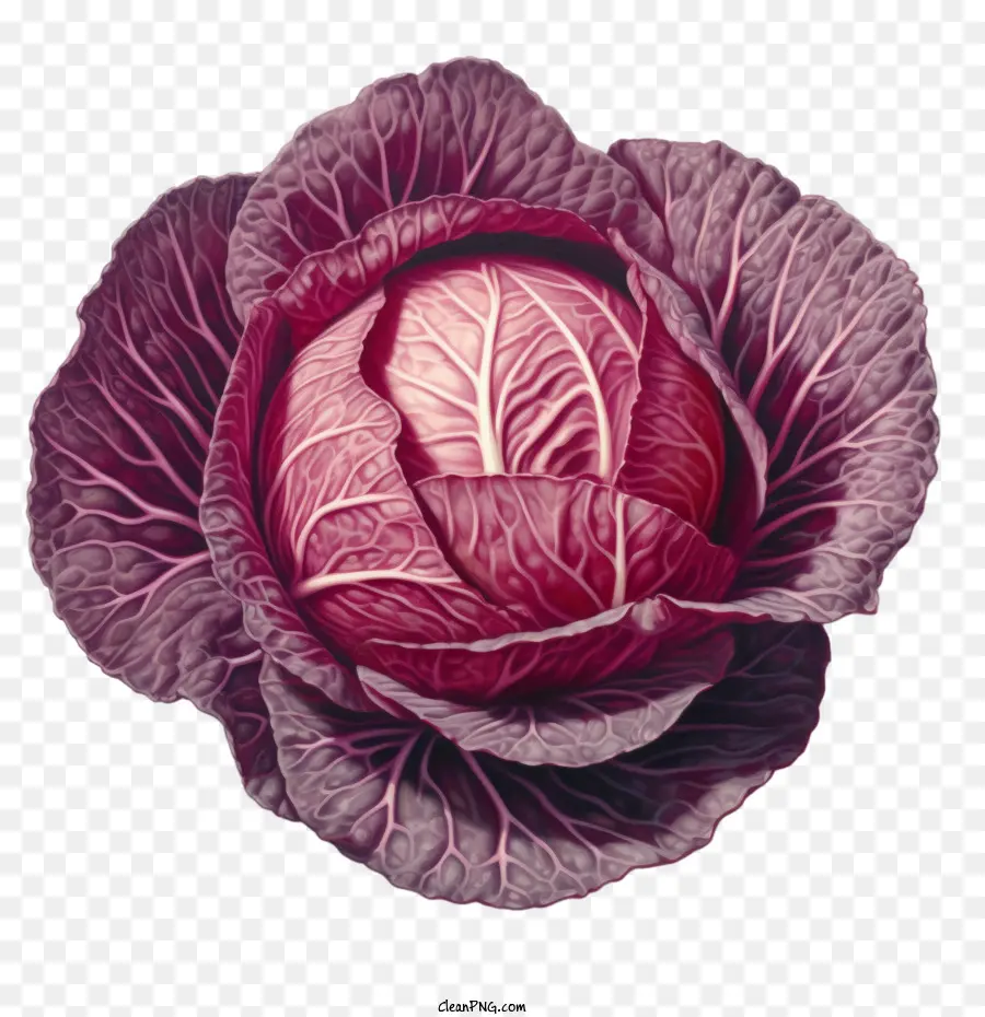 สีแดง Cabbage，ผัก PNG