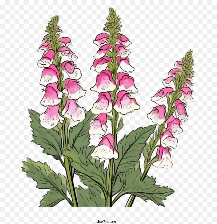 ดอกไม้ Foxglove，ดอกไม้ PNG