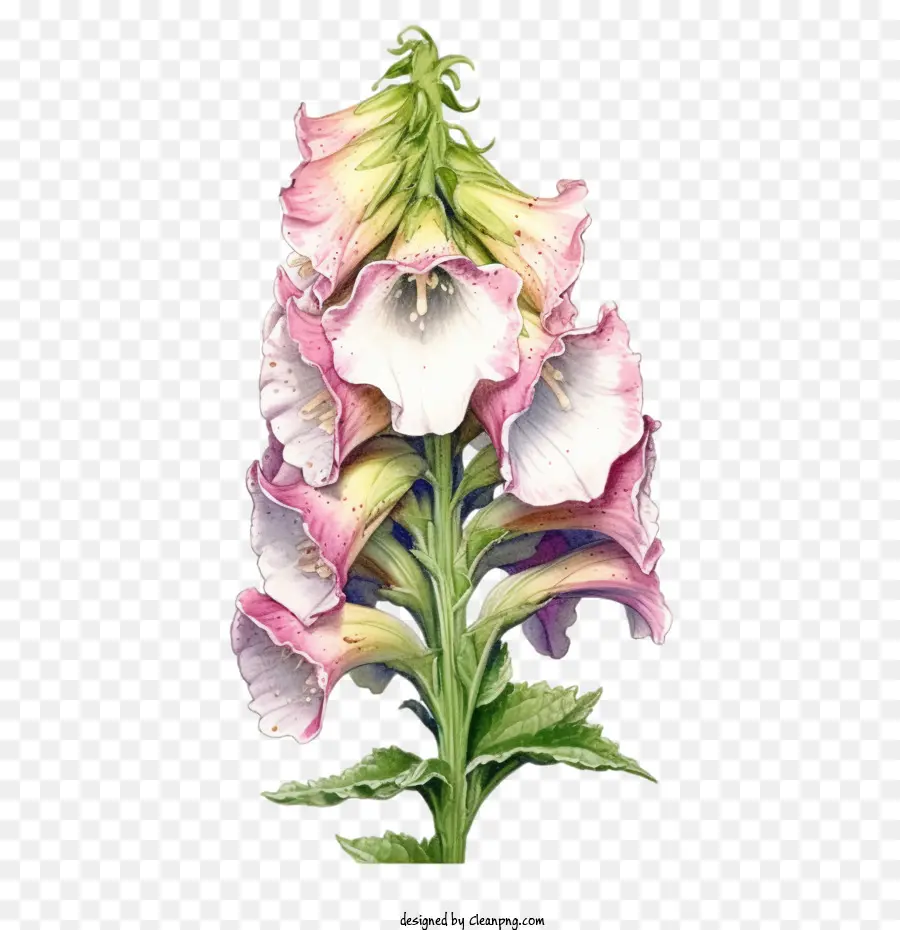 ดอกไม้ Foxglove，ดอกไม้ PNG