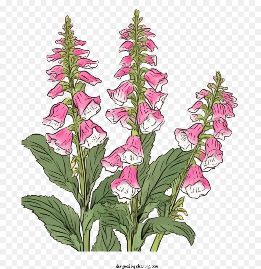 ดอกไม้ Foxglove，ดอกไม้ PNG