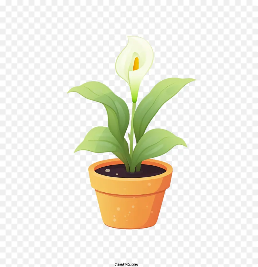 Calla Lily Flower，พืชกระถาง PNG