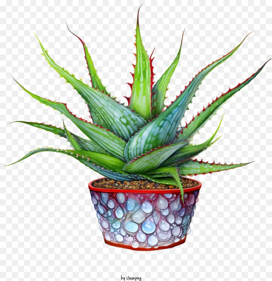 Aloe นบอกเวียร่าที่รัก，ต้นไม้ PNG