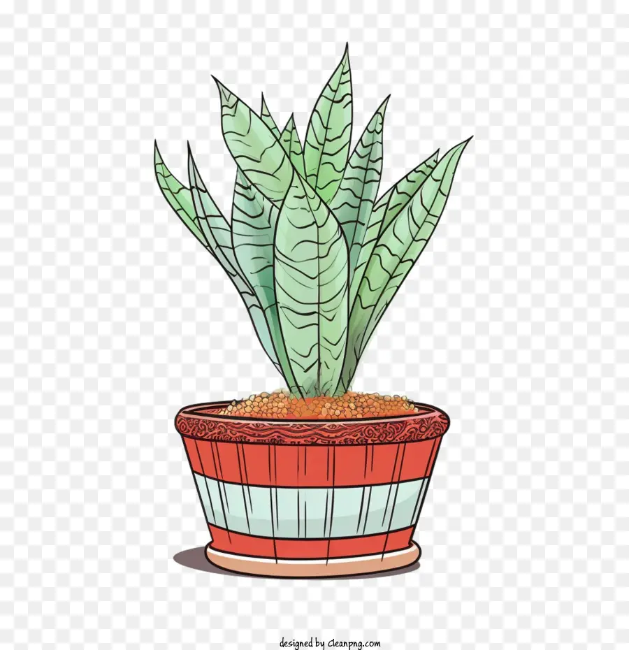 Aloe นบอกเวียร่าที่รัก，พืชมะนาว PNG