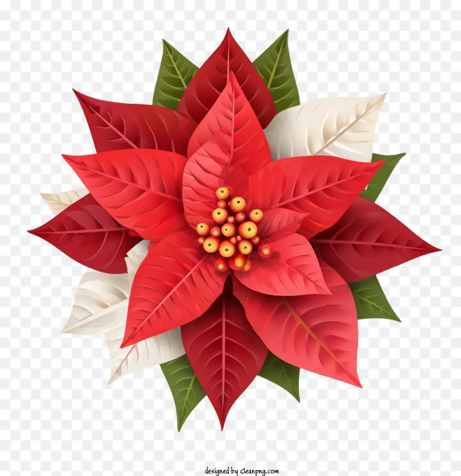 เซ็ตเซ็ตเซ็ต，Poinsettia สีแดง PNG