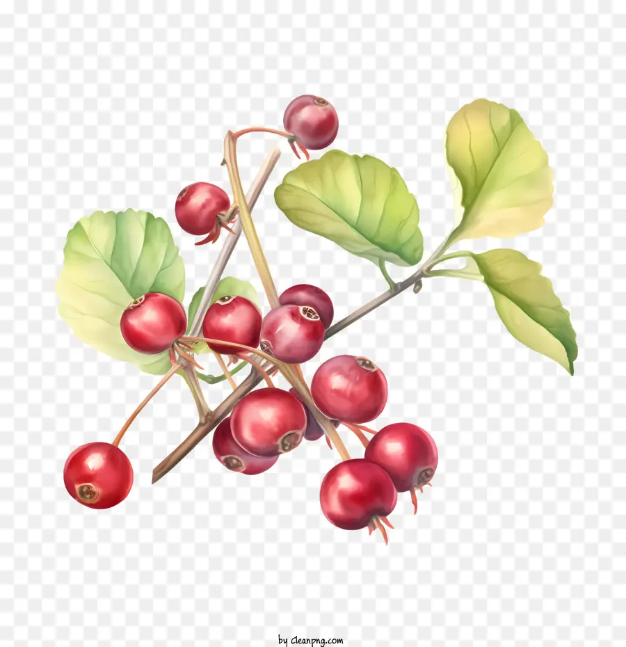 Cranberries，แต่เบอร์รี่ PNG