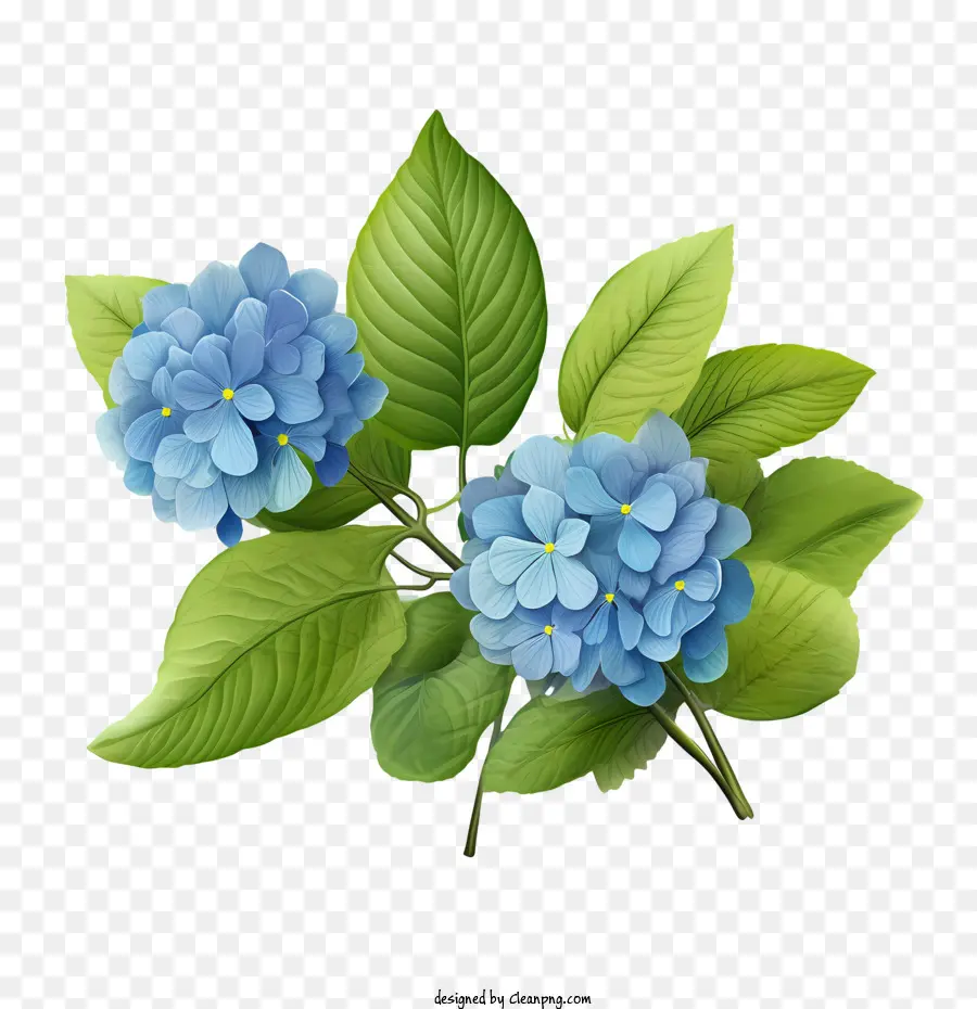 ไฮเดนเจียดอกไม้，สีน้ำเงิน PNG