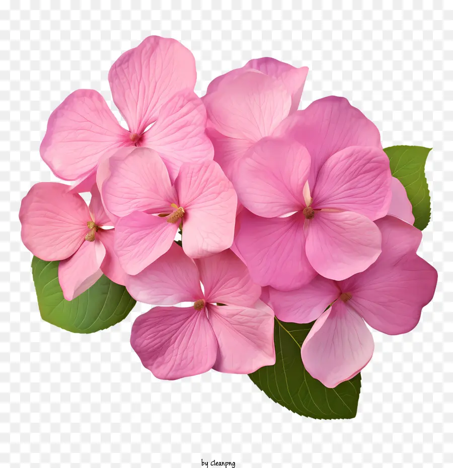 ไฮเดนเจียดอกไม้，สีชมพู PNG