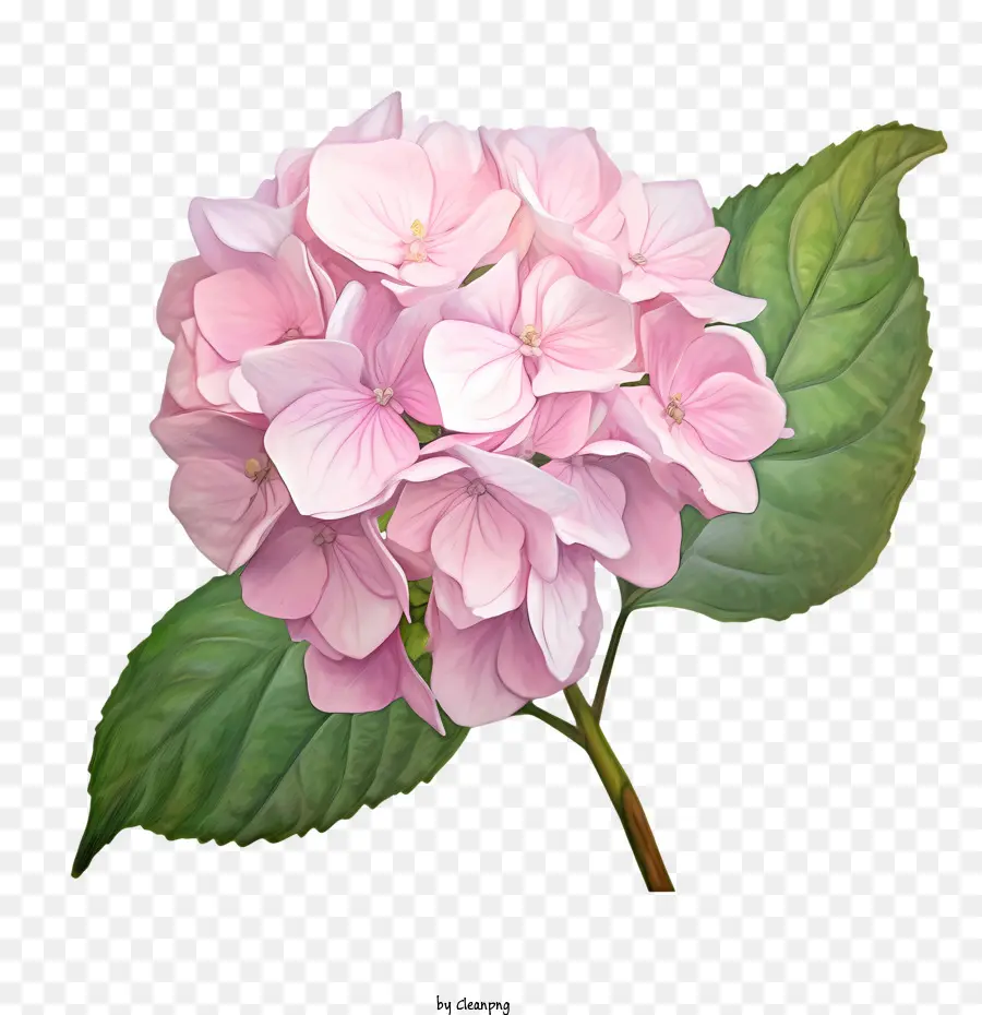 ไฮเดนเจียดอกไม้，สีชมพู PNG