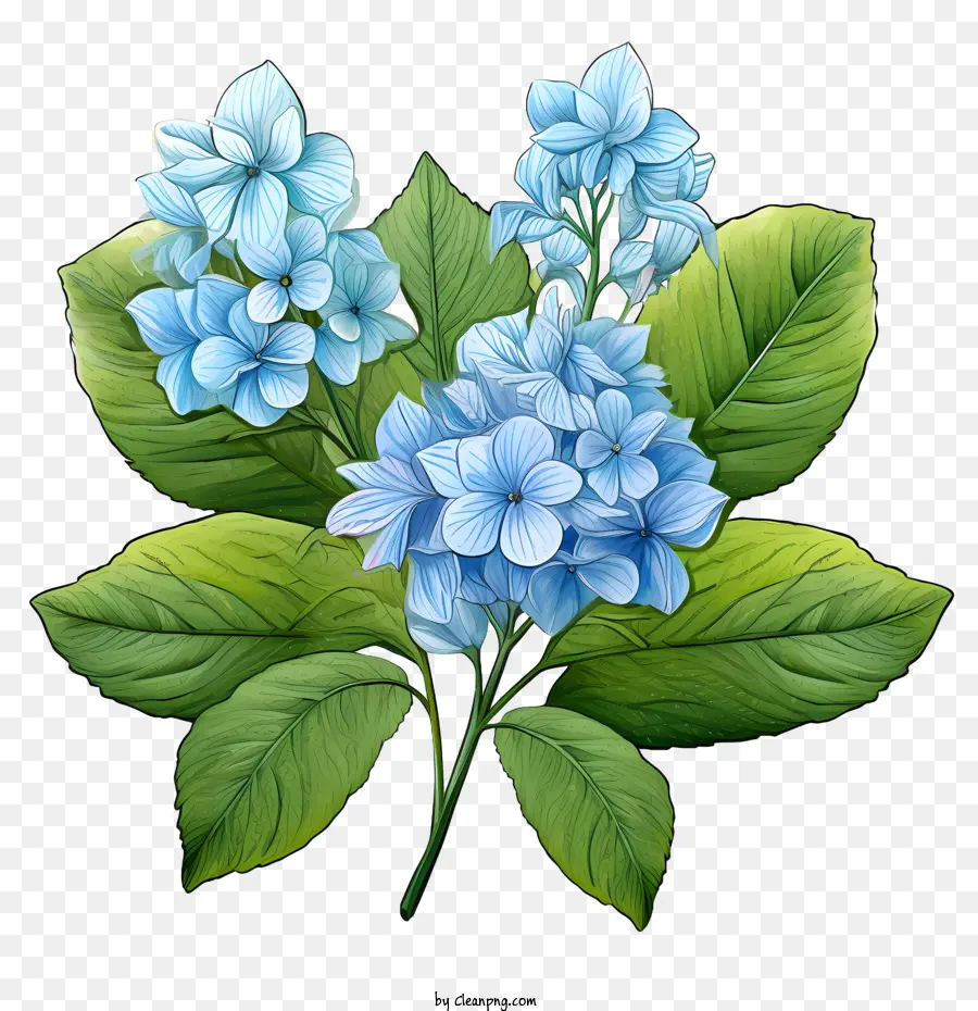 ไฮเดนเจียดอกไม้，สีน้ำเงินดอกไม้ PNG