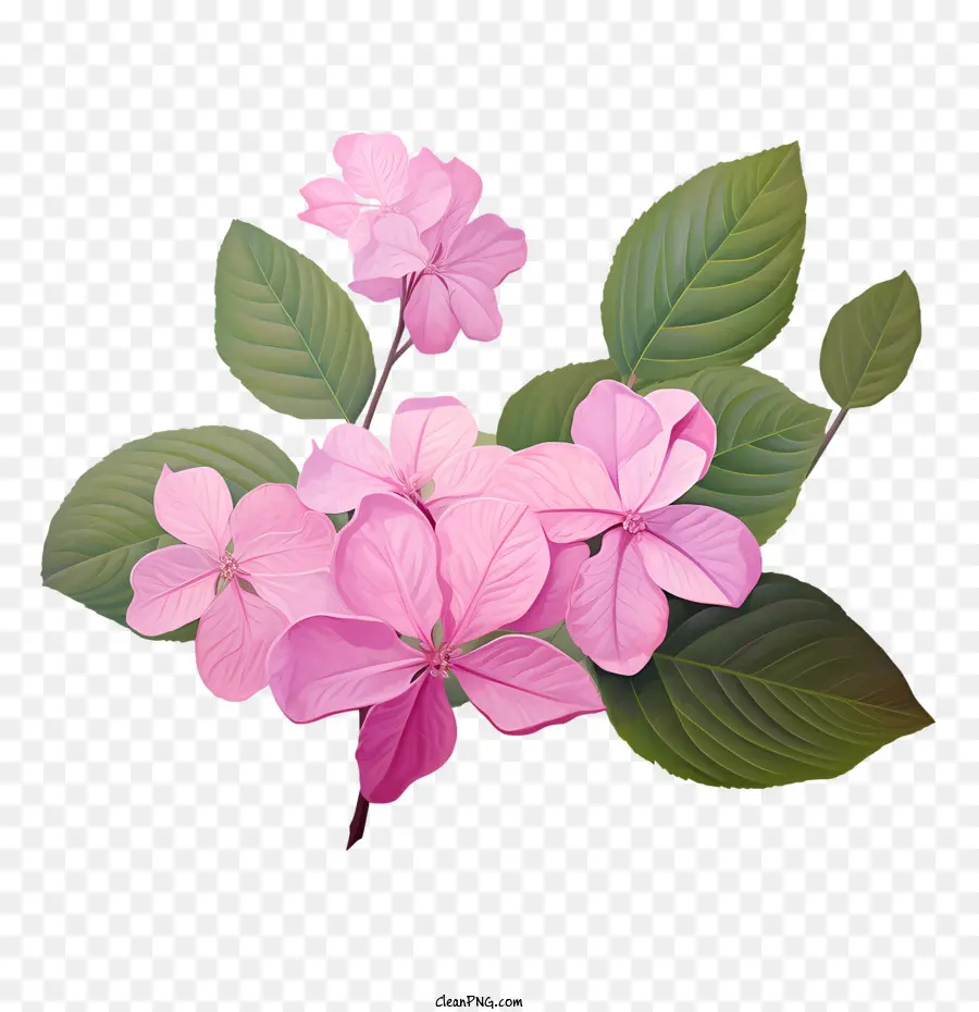 ไฮเดนเจียดอกไม้，ดอกไม้สีชมพู PNG