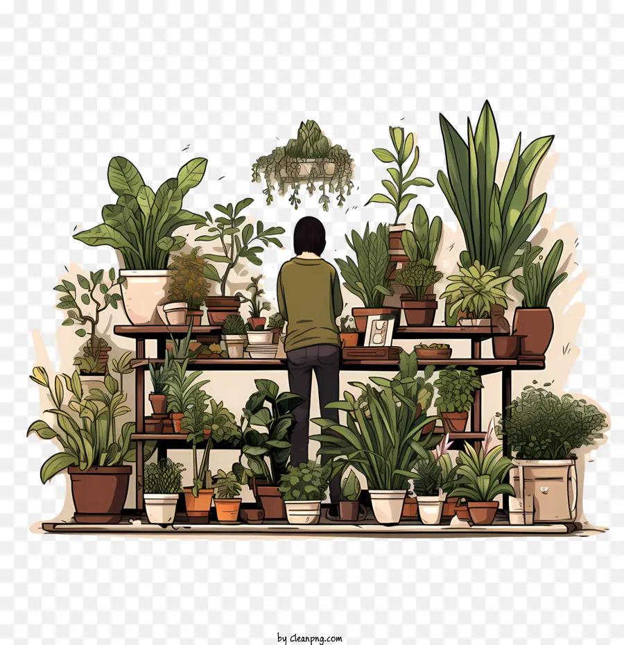 วันชื่นชม Houseplant，พืชในร่ม PNG