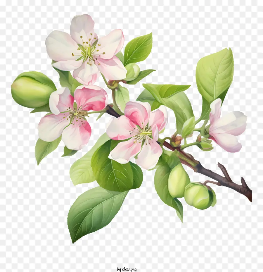 แอปเปิ้ล Blossom，ดอกไม้ PNG