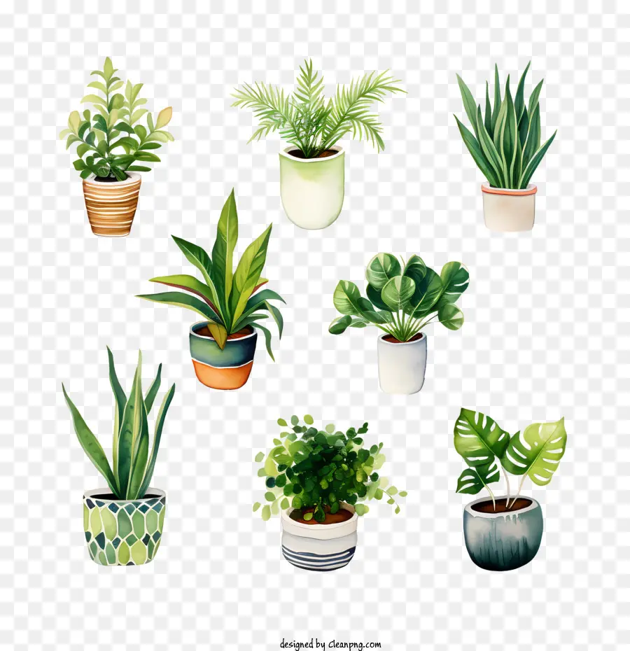 วันชื่นชม Houseplant，พืชกระถาง PNG