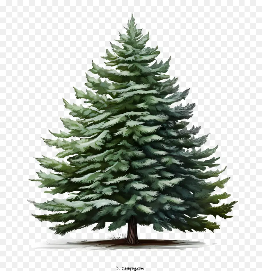 Evergreen ต้นไม้，ต้นคริสต์มาส PNG
