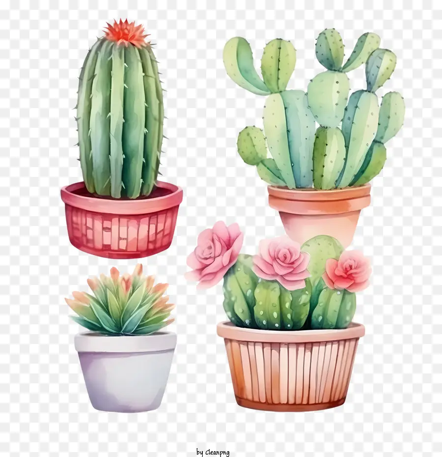 ต้นกระบองเพชร，Cacti PNG