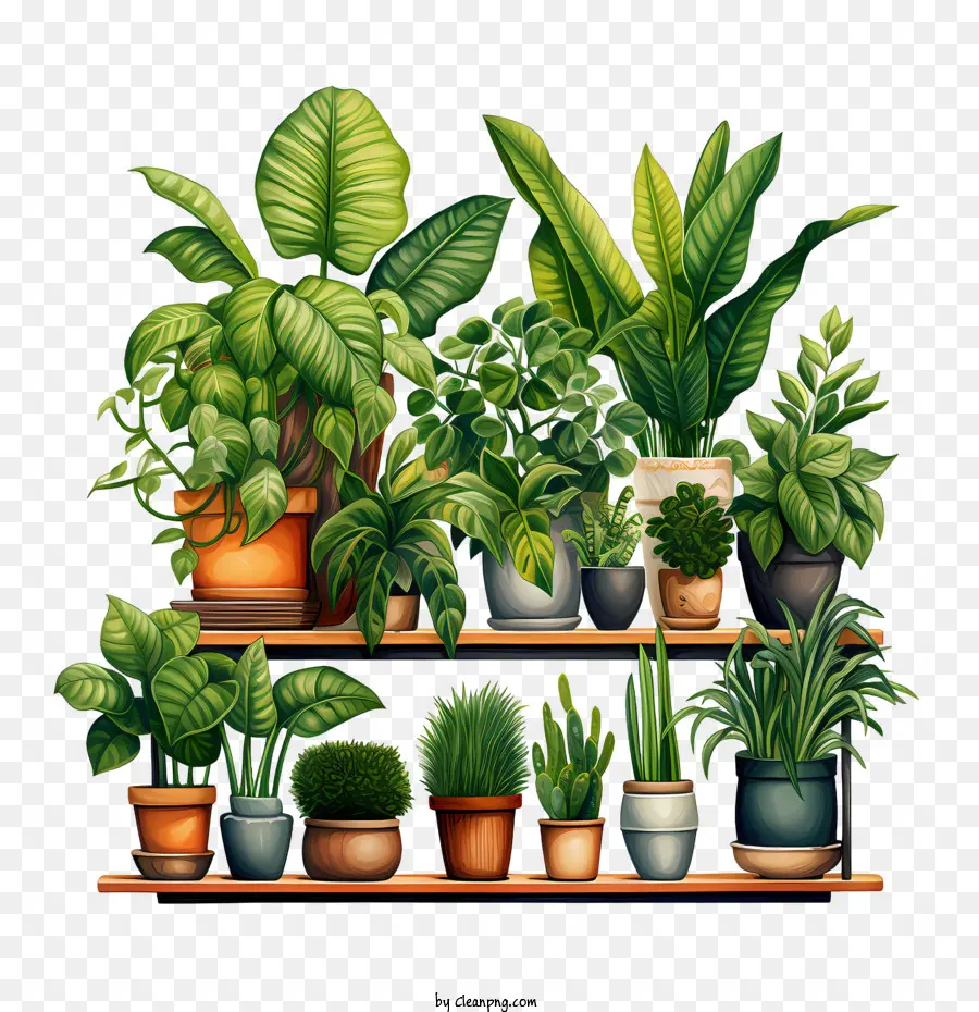 วันชื่นชม Houseplant，พืชกระถาง PNG