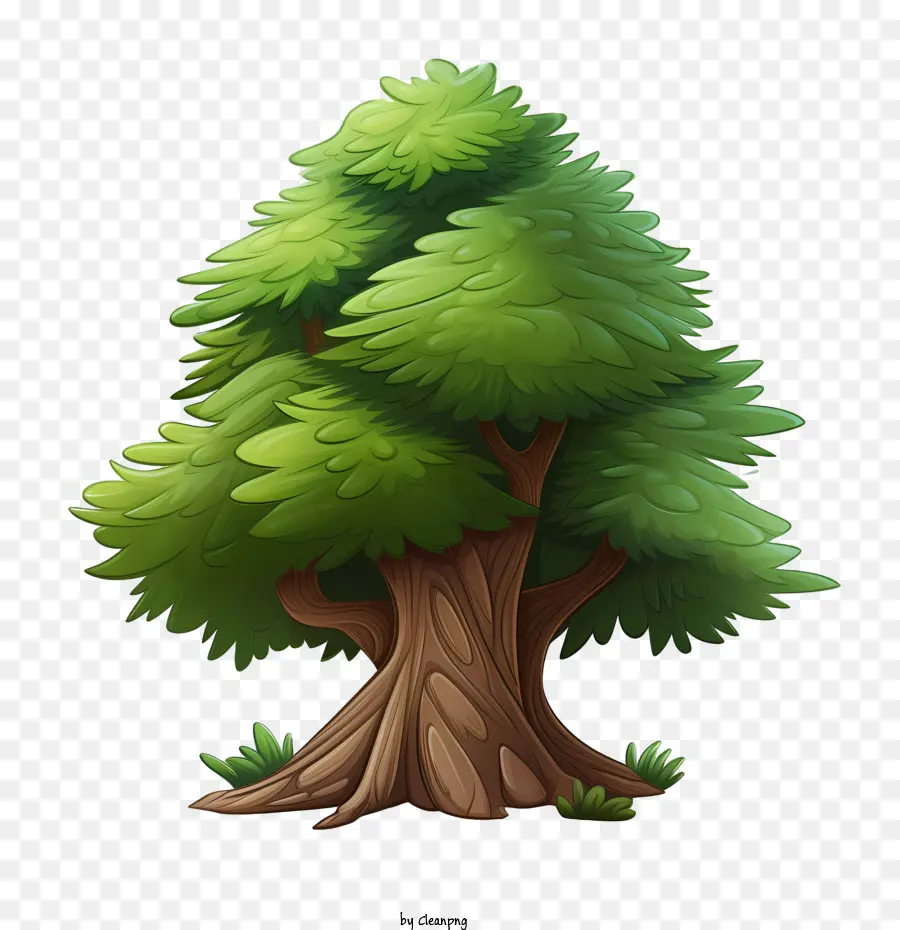 Evergreen ต้นไม้，ต้นไม้ PNG