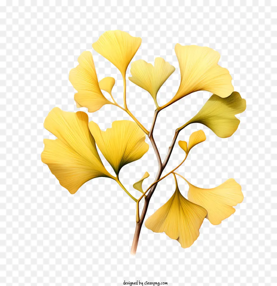 Ginkgo Biloba，ใบสีเหลือง PNG