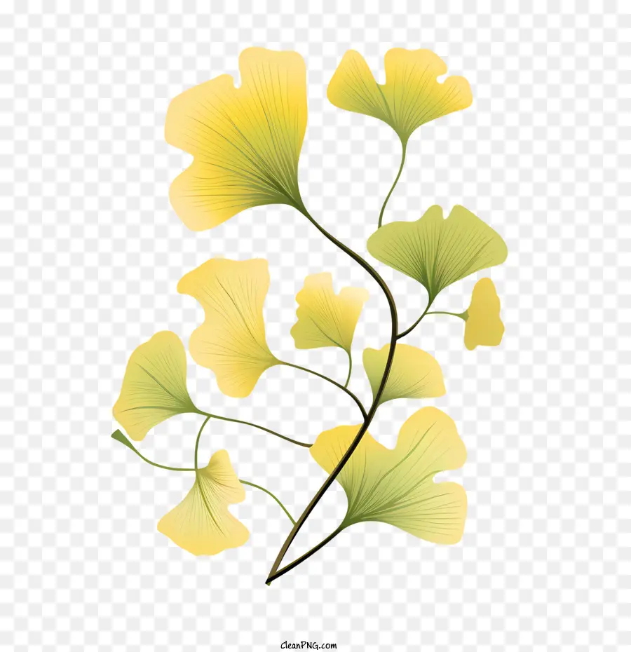 Ginkgo Biloba ใบ，ใบแปะก๊วยสีเขียว PNG