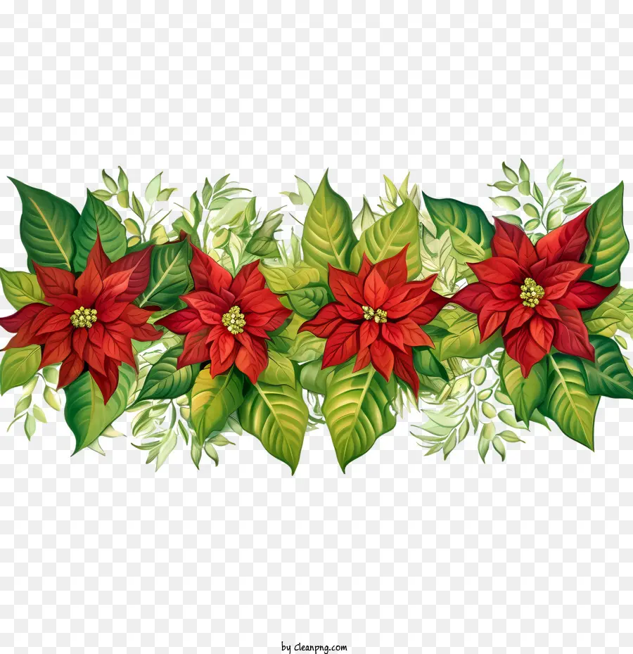 เส้นขอบดอกไม้ Poinsettia，เซ็ตเซ็ตเซ็ต PNG