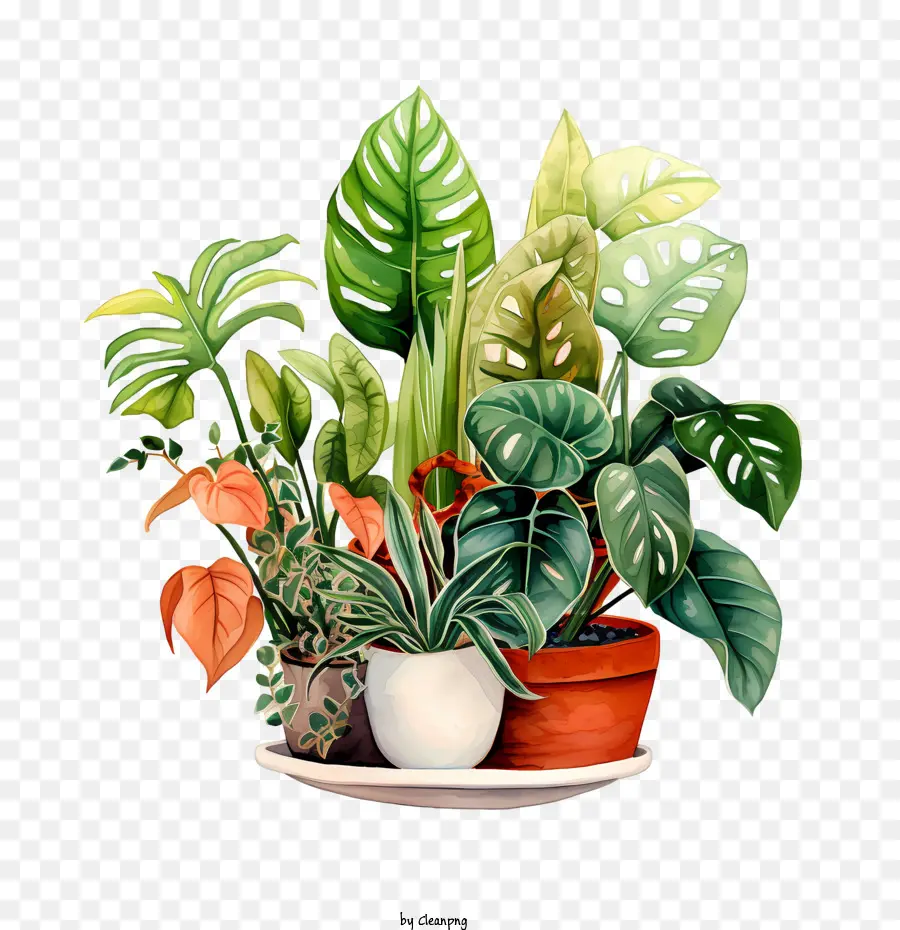 วันชื่นชม Houseplant，พืช PNG