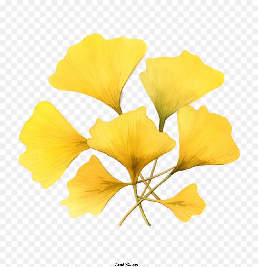 Ginkgo Biloba，ใบสีเหลือง PNG