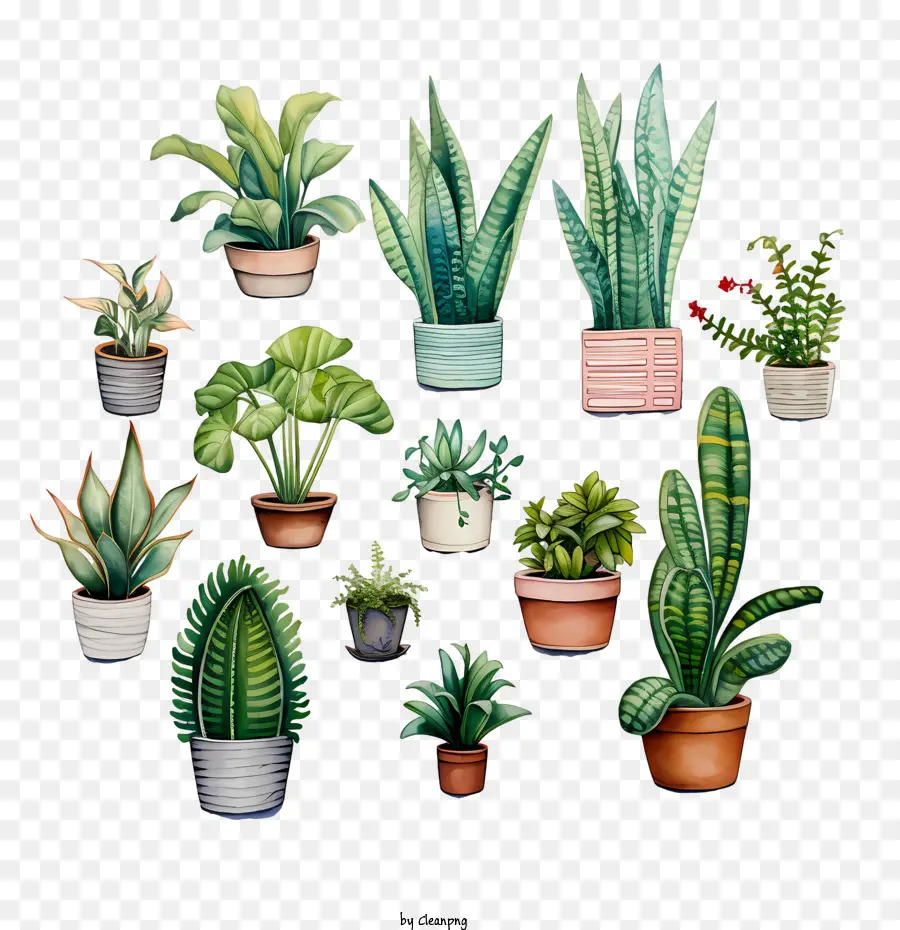 วันชื่นชม Houseplant，พืชกระถาง PNG