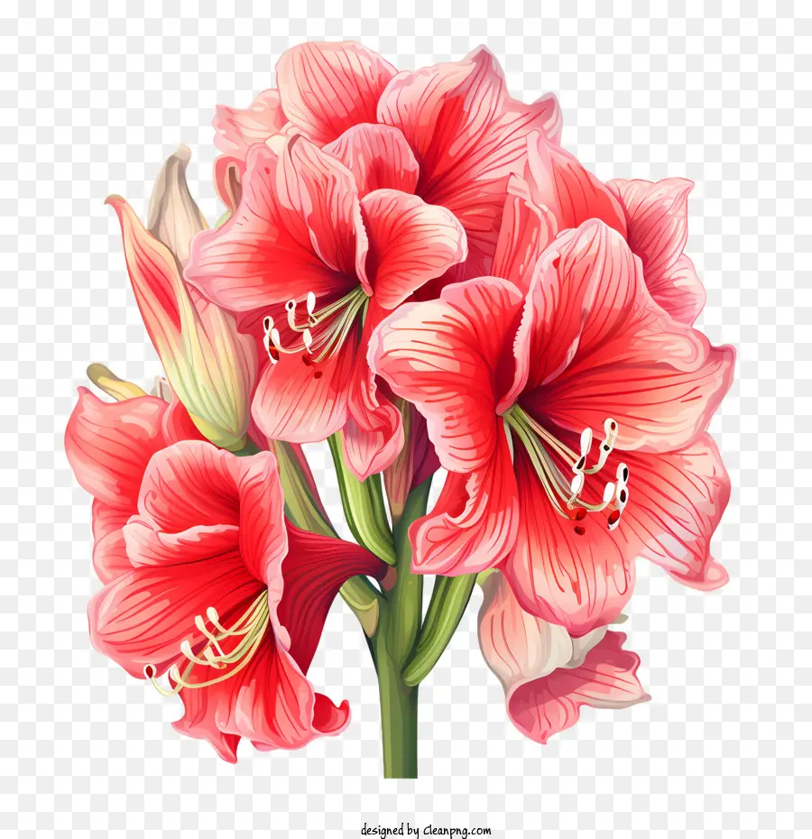 ดอกไม้ Amaryllis，ดอกไม้สีแดง PNG