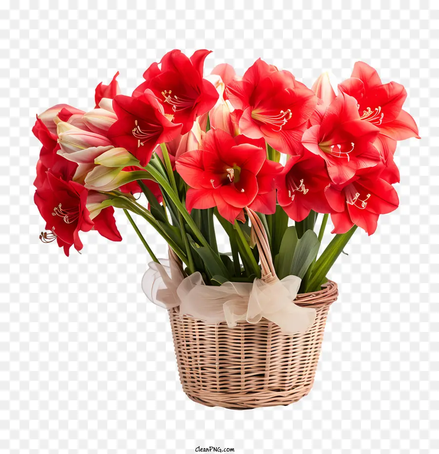 ดอกไม้ Amaryllis，ดอกไม้สีแดงในตะกร้า PNG