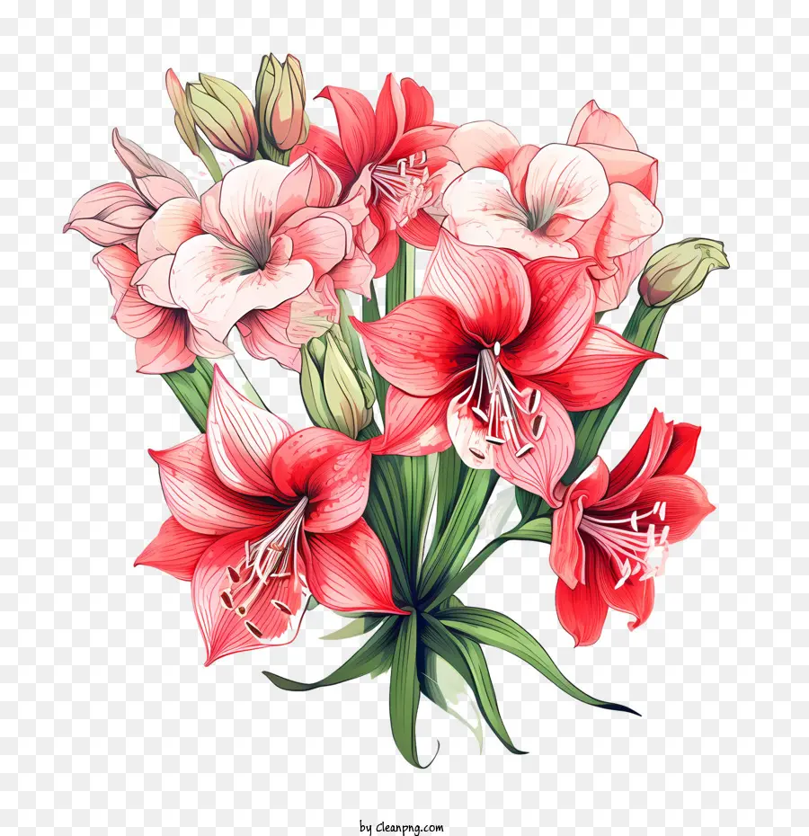 ดอกไม้ Amaryllis，ดอกไม้ PNG