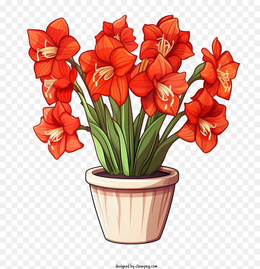 ดอกไม้ Amaryllis，สีส้ม PNG