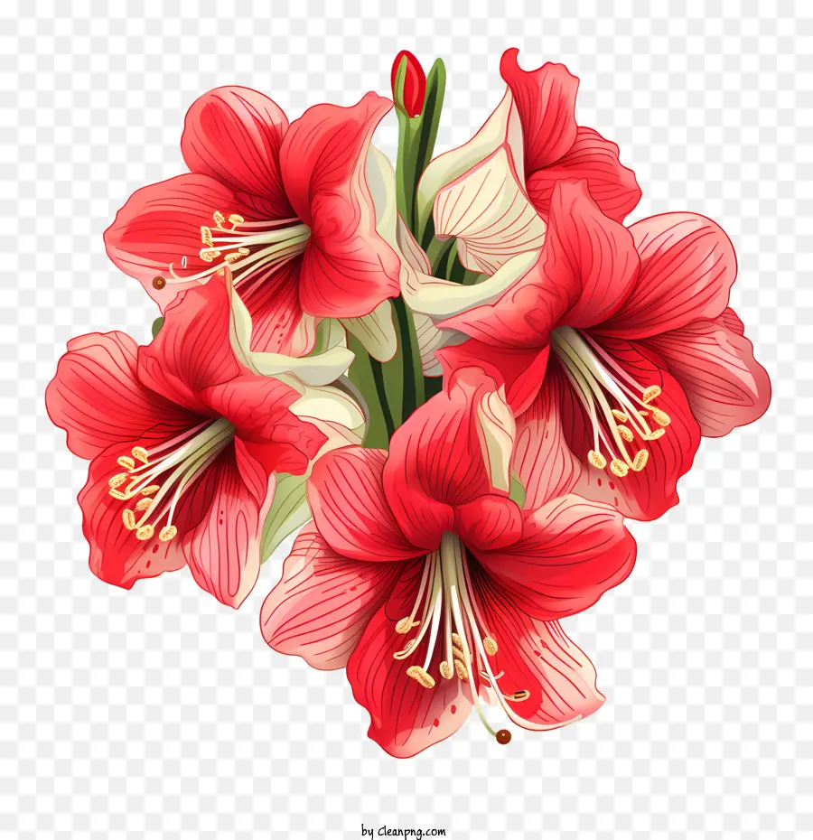 ดอกไม้ Amaryllis，ดอกไม้สีแดงและสีขาว PNG