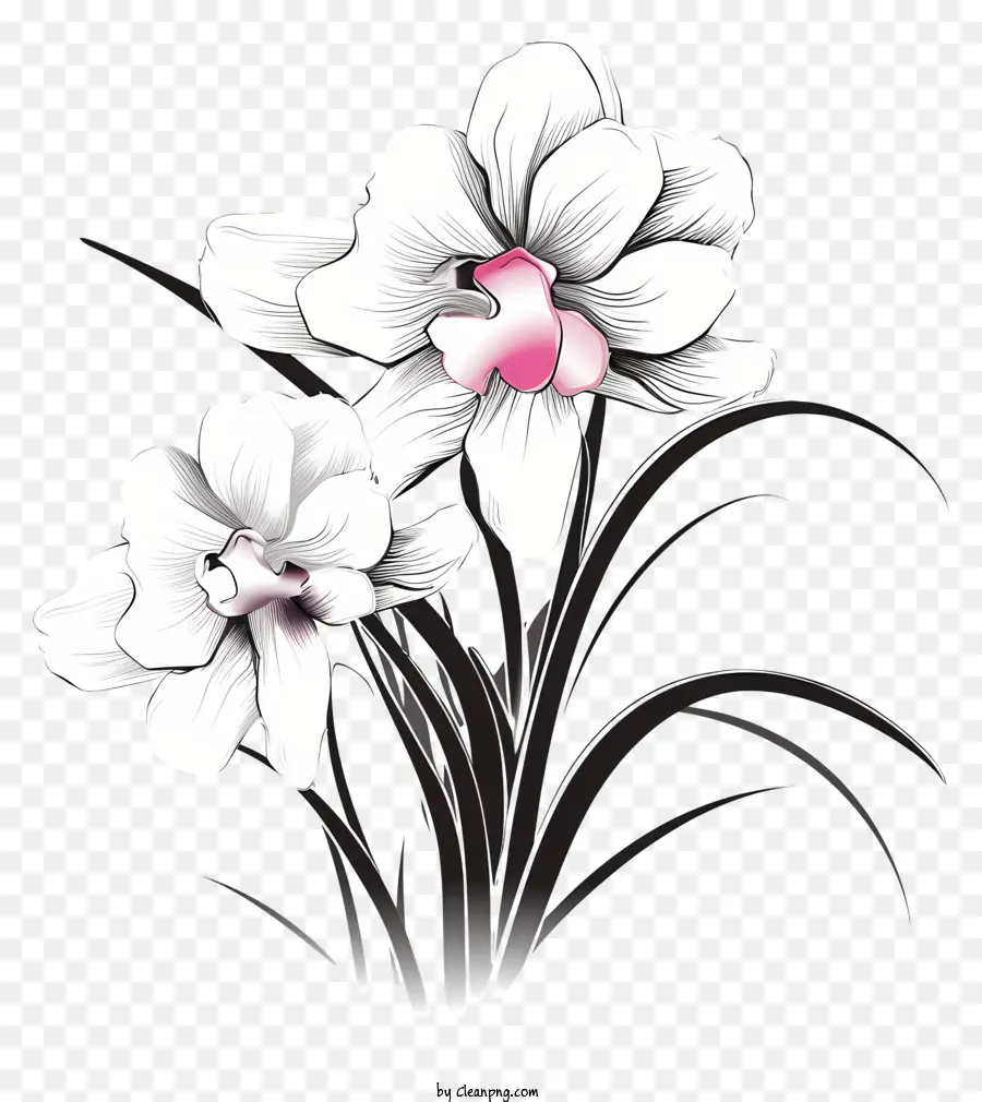 ดอกไม้สีขาว，สีชมพู Petal PNG