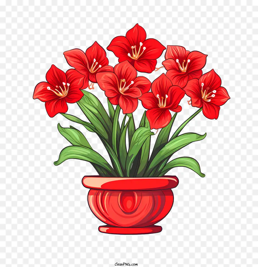 ดอกไม้ Amaryllis，สีแดงดอกไม้ PNG