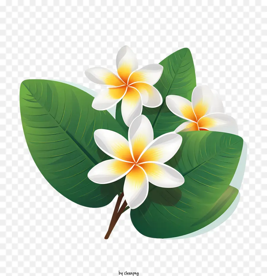 Frangipani ดอกไม้，ดอกไม้สีขาว PNG