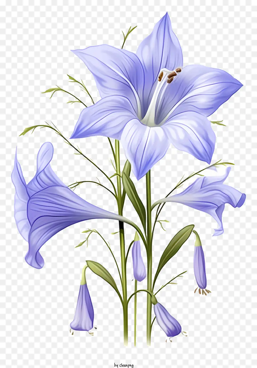 สีน้ำเงินดอกไม้，หกกลีบ PNG