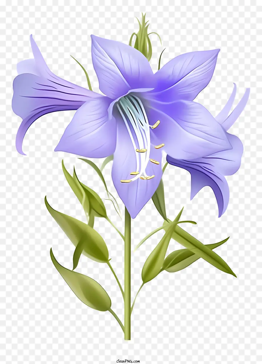สีน้ำเงินดอกไม้，สีขาว Petals PNG