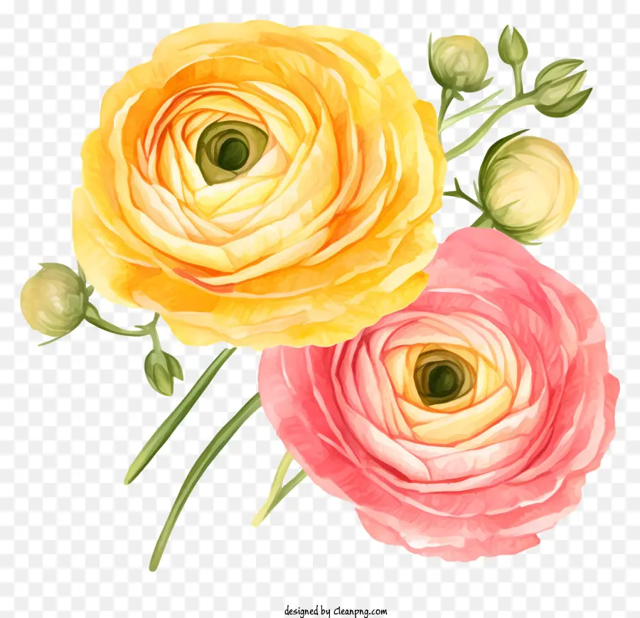 บดอกกุหลาบสีชมพู，ดอกกุหลาบสีเหลือง PNG