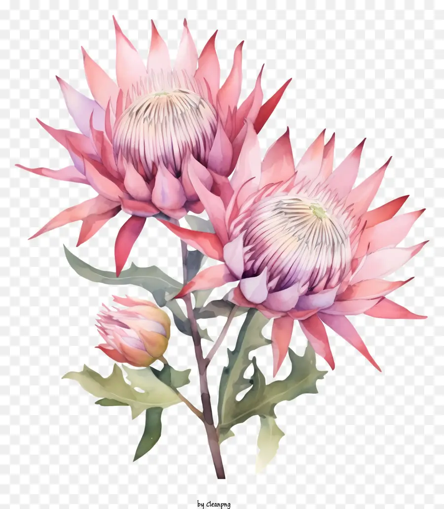 ดอกไม้สีชมพู，ภาพวาด PNG