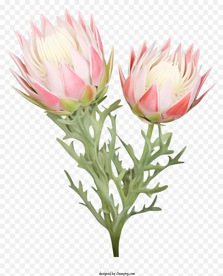 ดอกไม้ Protea，สีแดงและสีชมพูดอกไม้ PNG