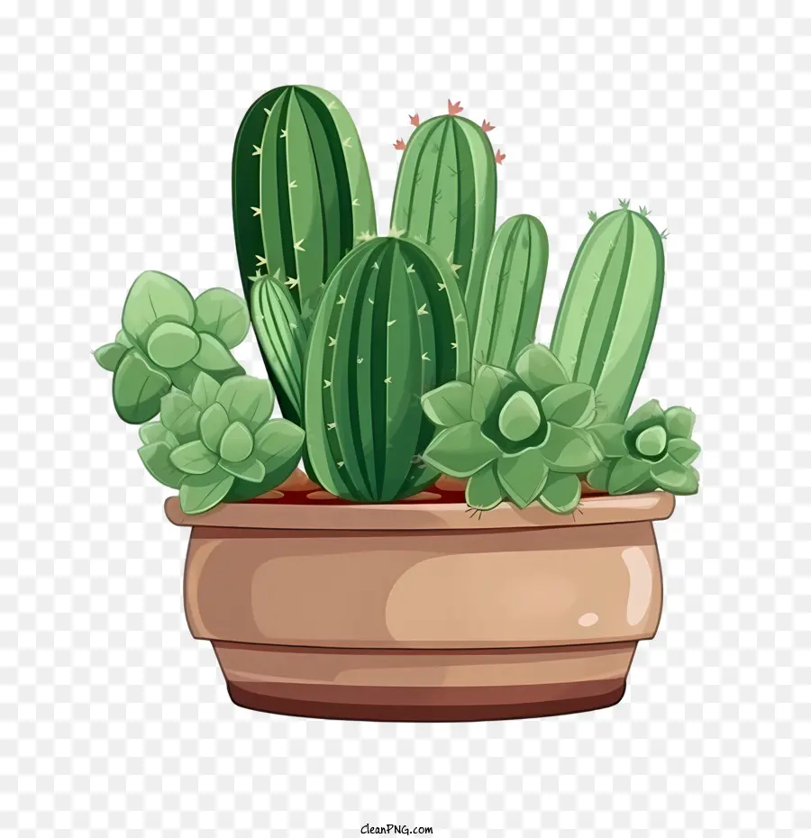 ต้นกระบองเพชร，Cacti PNG