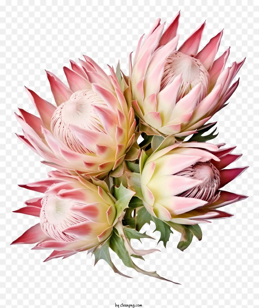 ดอกไม้แอฟริกาใต้，ดอกไม้ Protea PNG