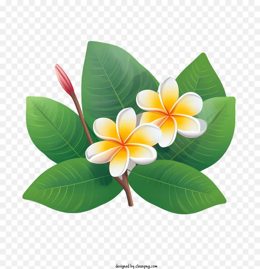 ดอกไม้ Frangipani，ดอกไม้สีขาว PNG