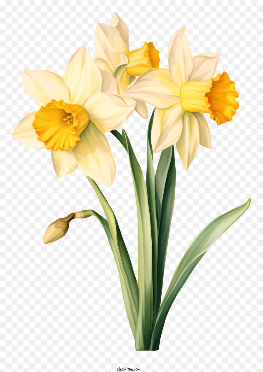ดอกแดฟโฟดิลสีขาว，สีเหลือง Petals PNG