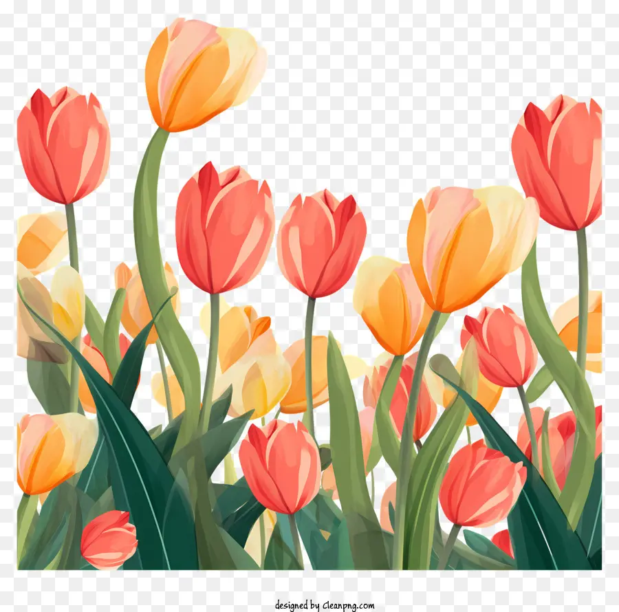 สีชมพู Tulips，สนามของ Tulips PNG