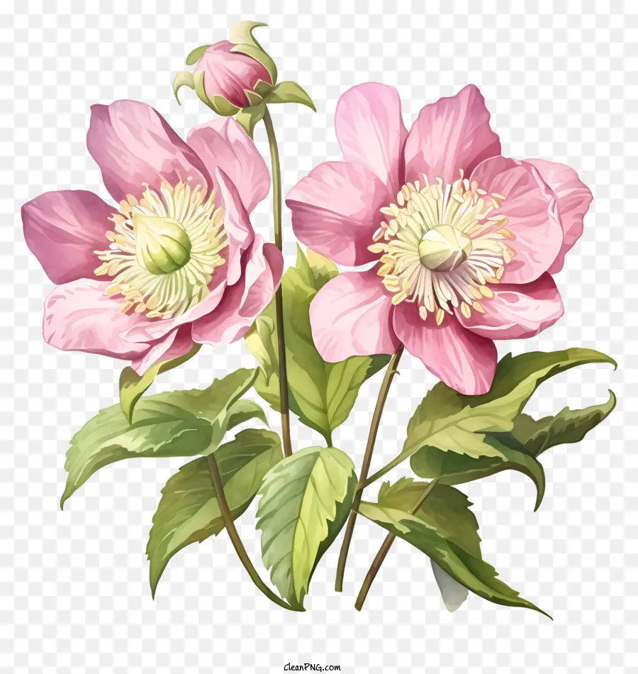 ดอกไม้ Hellebore สีชมพู，การจัดแจกัน PNG